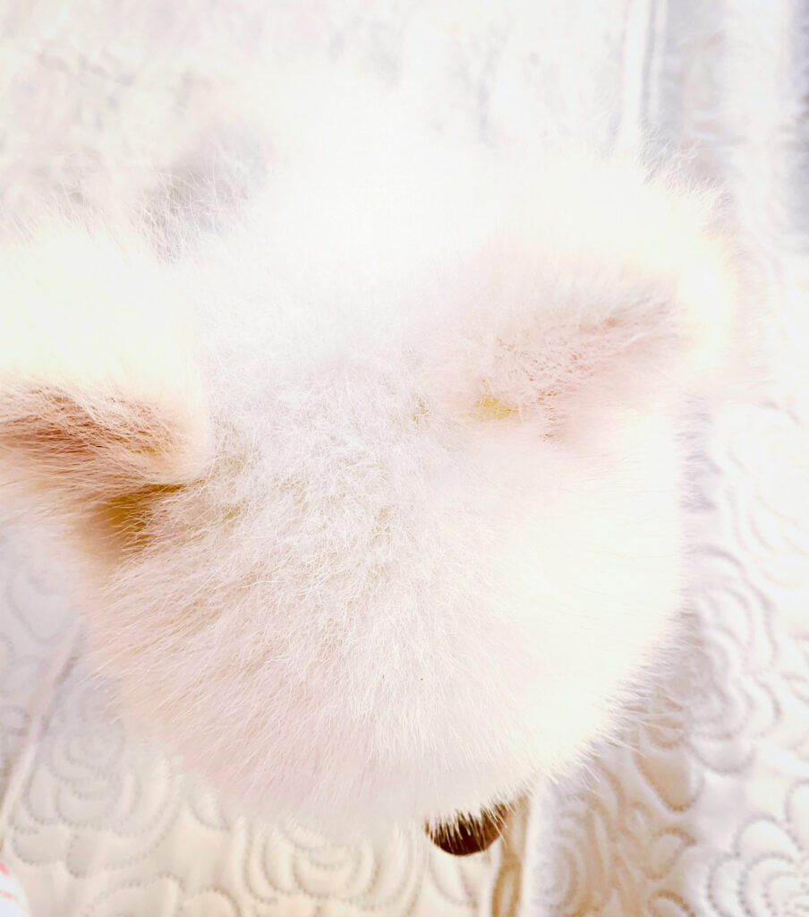 白い犬・けんの頭上アップ(やわらかな光)