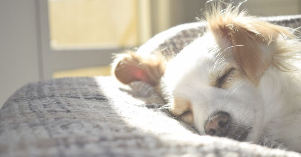 飼い主のそばで穏やかに眠る犬