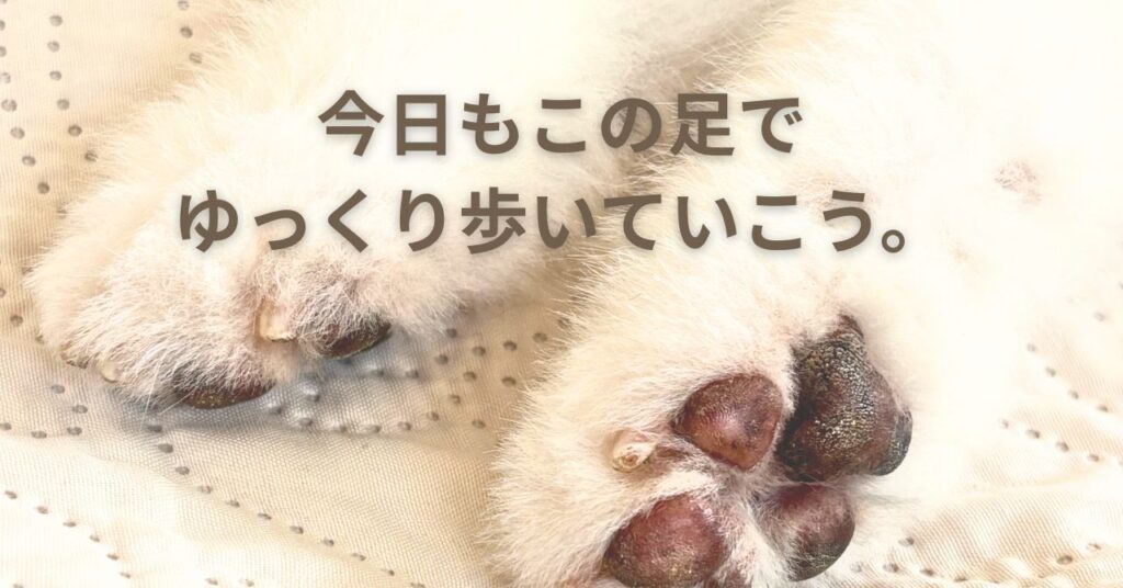 Soft light and the paw of senior dog Kenshi – peaceful moment