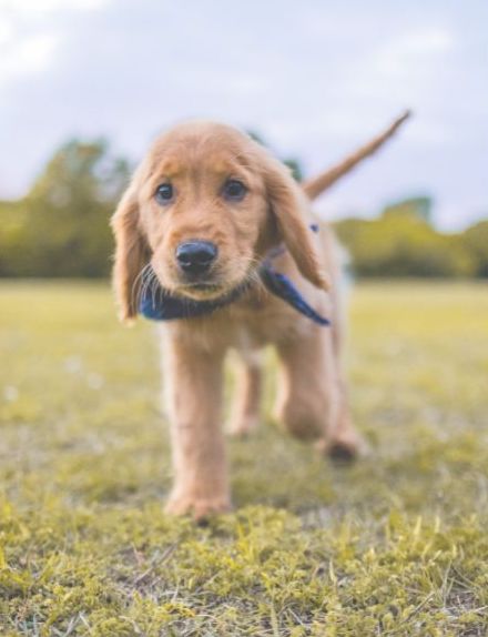 草むらで立ち止まるシニア犬
