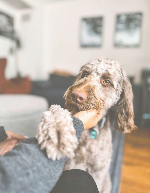 夜の介護で犬をやさしく撫でる飼い主の手