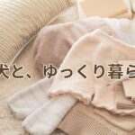 Senior dog resting under a warm blanket