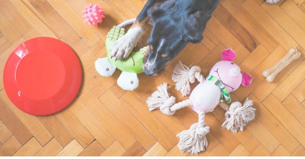 愛犬の暮らしを支える介護アイテムのイメージ