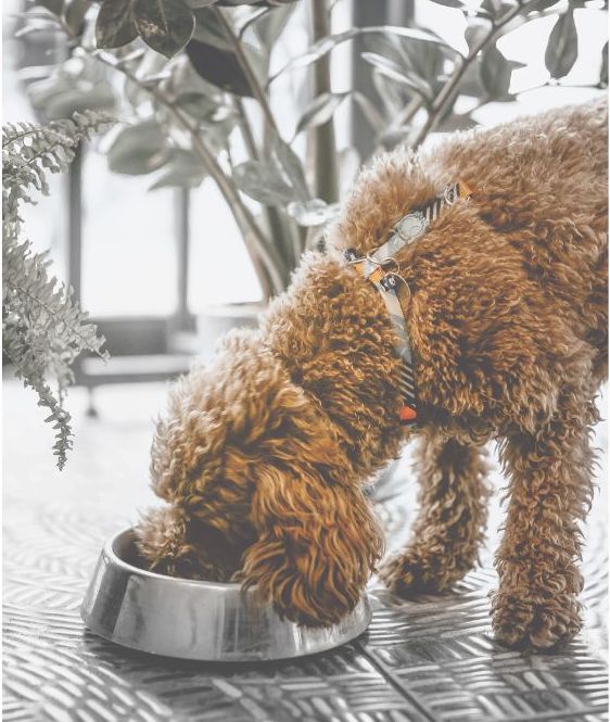 食事を楽しむシニア犬