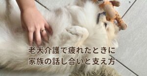 穏やかな光に包まれる老犬と家族の手