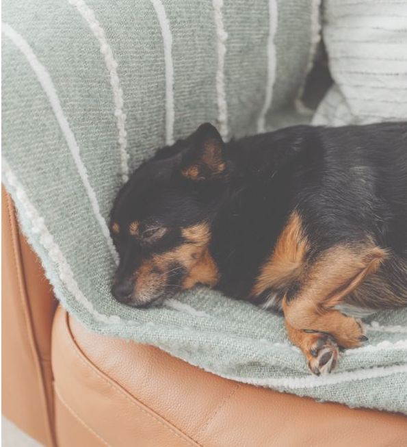 腹巻きをつけて穏やかに眠る老犬