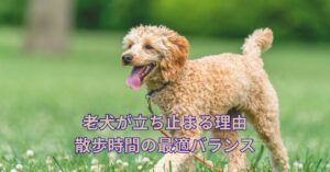 朝の光の中を歩く老犬の姿