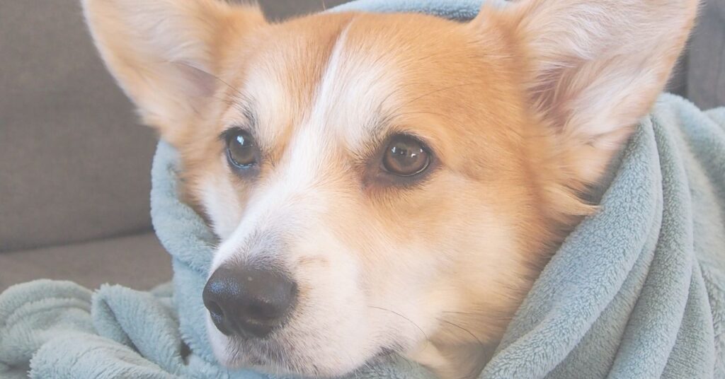 穏やかな午後を過ごす老犬