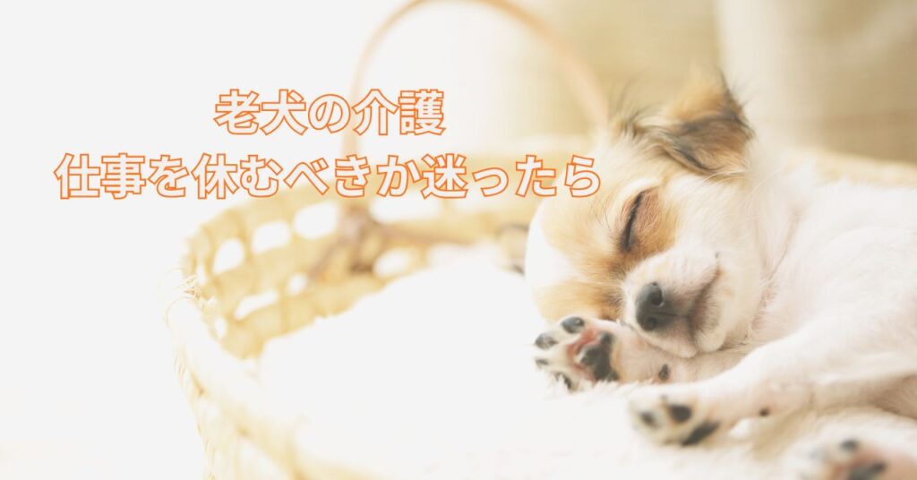 窓辺で穏やかに眠る老犬