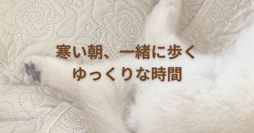 冬の朝の光の中を、老犬けんしが穏やかに歩く姿