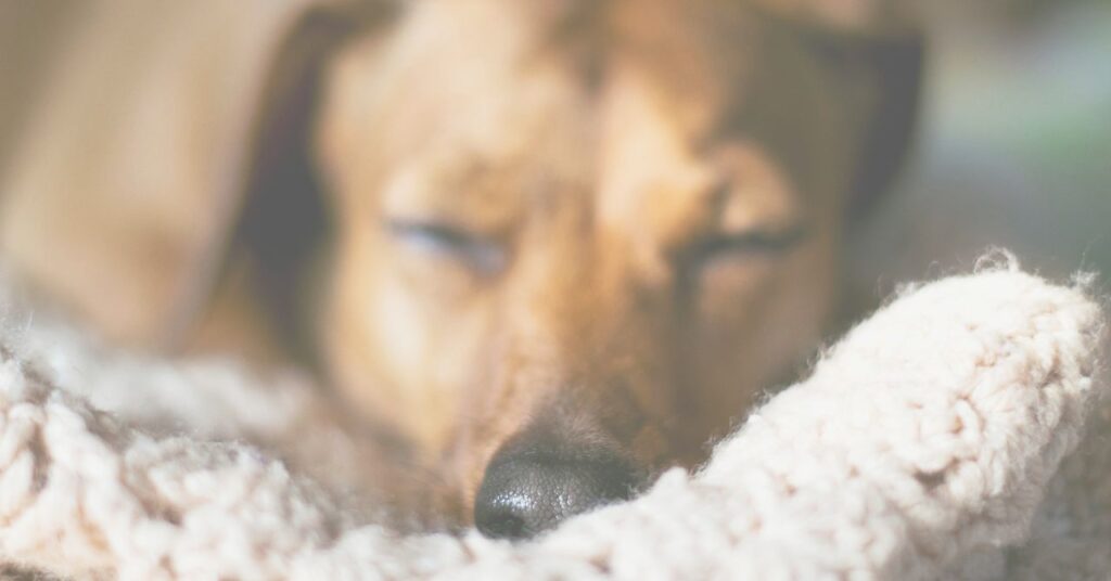 穏やかな午後に休むシニア犬