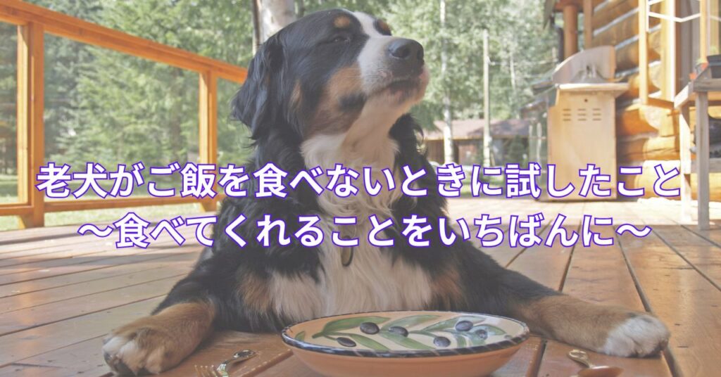 フードボウルの前で老犬がこちらを見る