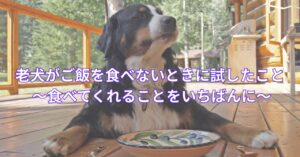 フードボウルの前で老犬がこちらを見る