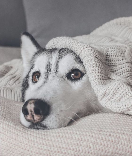 毛布の上で休む犬のシルエット