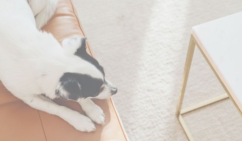 犬の足元にやさしい光が落ちる様子