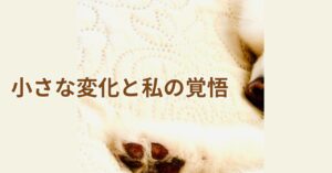 けんしのやさしい写真