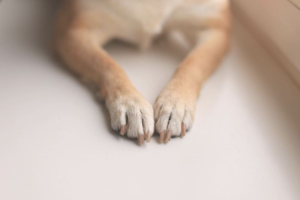 老犬の足元に差し込むやわらかな光