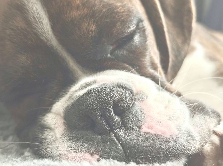 室内でくつろぐ老犬のシルエット