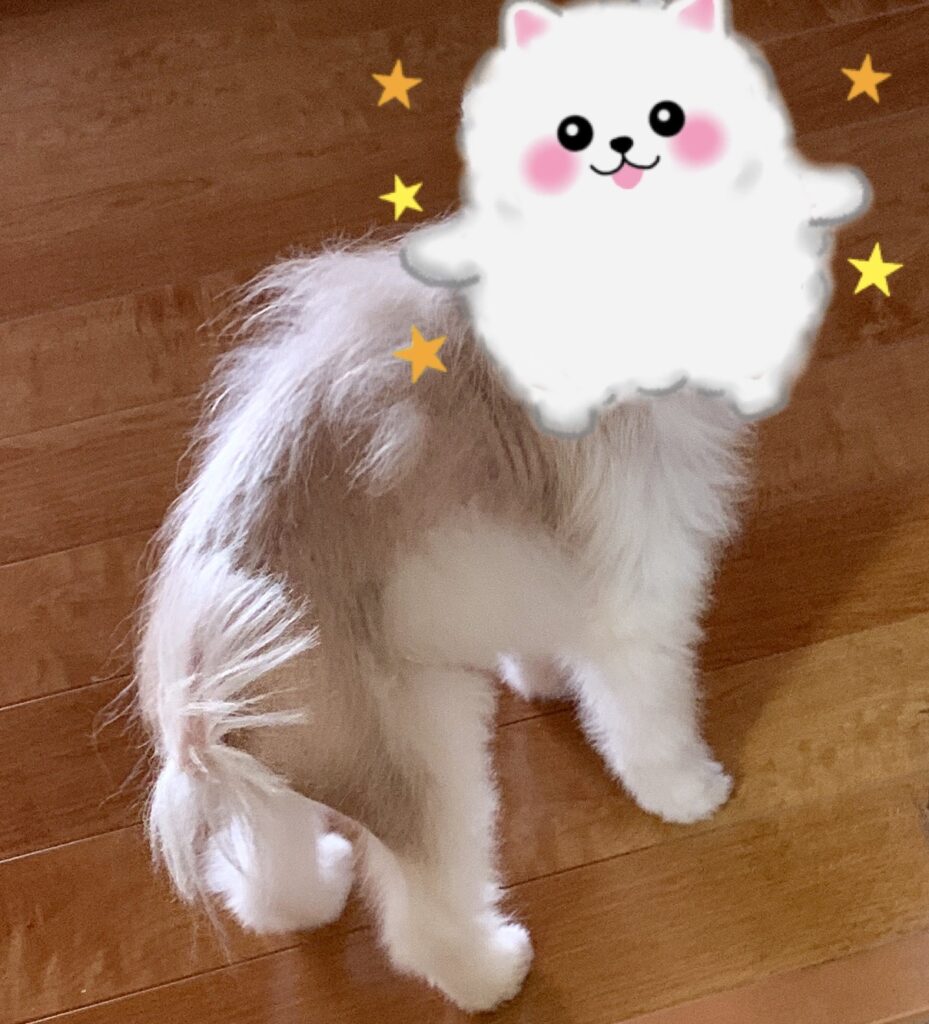 毛が薄くなった時期のポメラニアン・けんしの背中