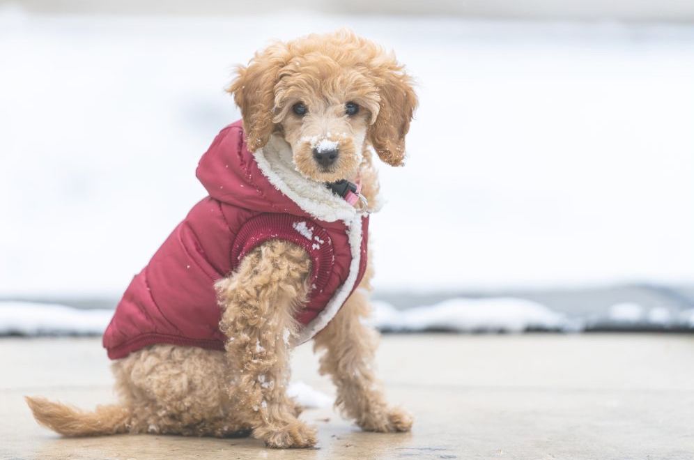 腹巻きを巻いて体を温める老犬