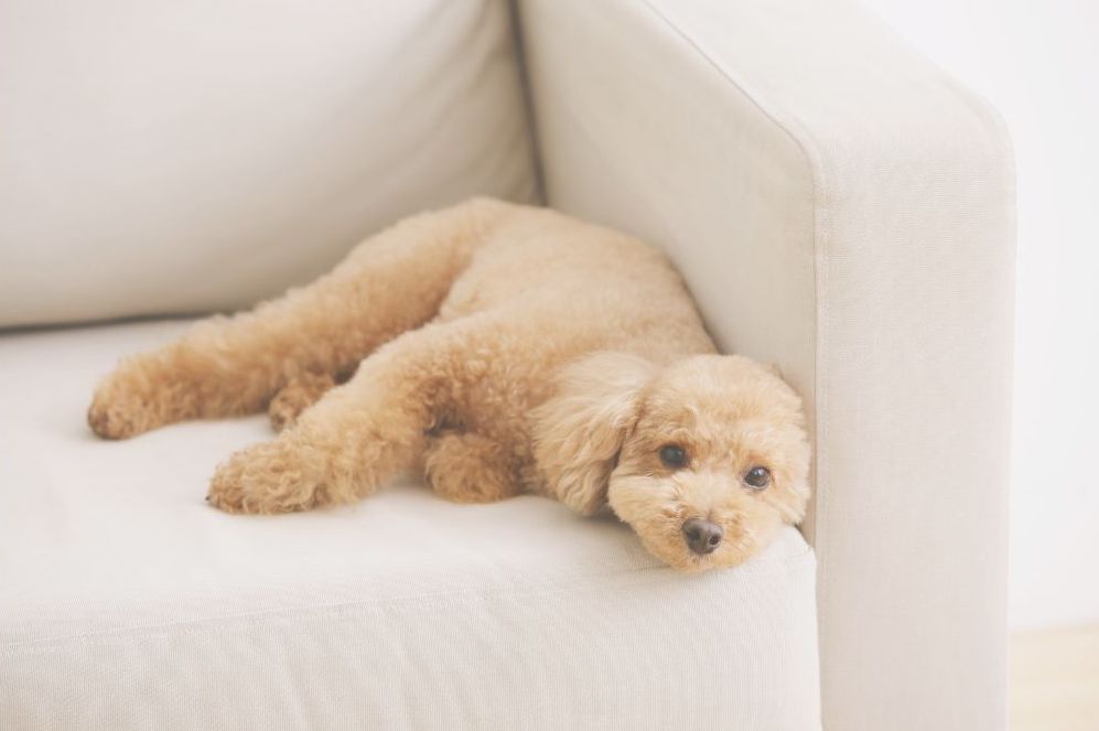 柔らかい光の中でくつろぐ犬の足元