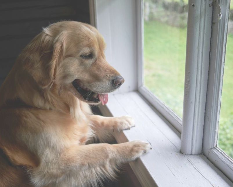 部屋の換気で気温を調整してもらう老犬