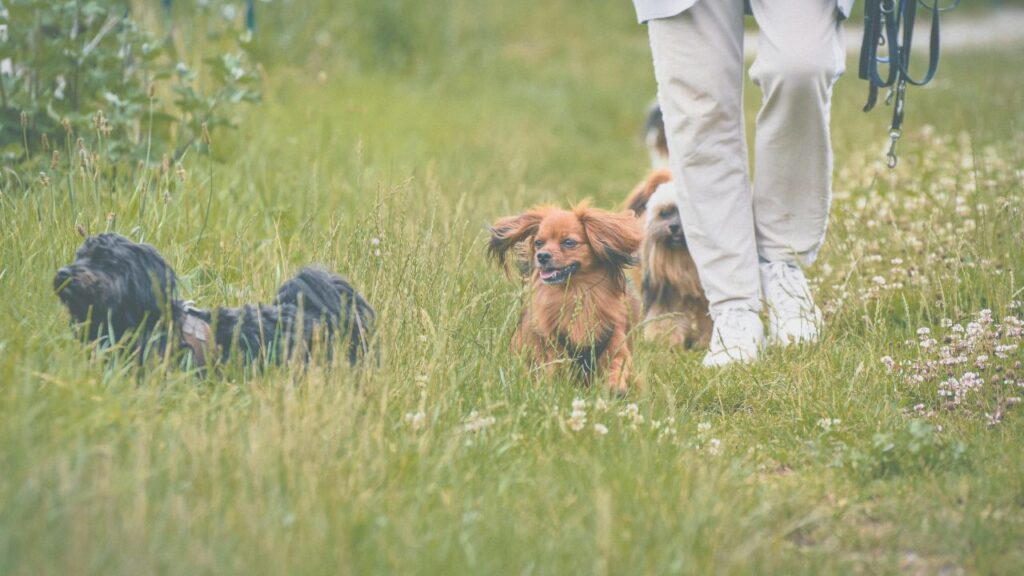 光に包まれた犬のベッド周りの穏やかな風景