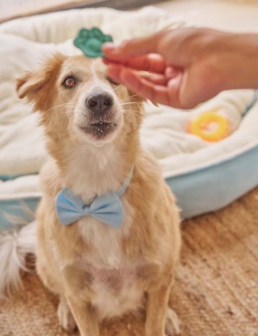 老犬に渡す小さなおやつと優しい手