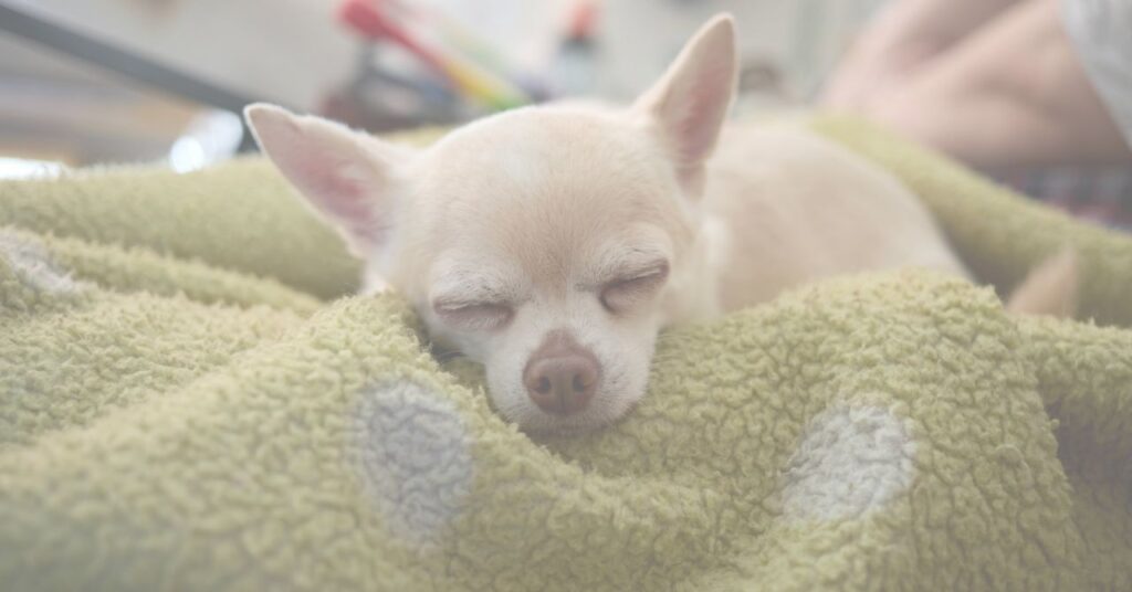 老犬の部屋作りを考える静かな空間