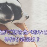 老犬がご飯を食べないときの食事風景