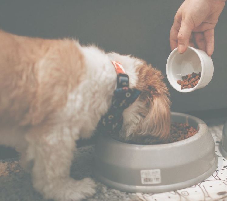 老犬のために用意された柔らかい食事の様子
