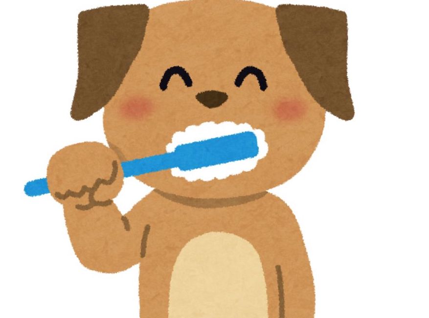 犬が歯磨きを楽しむ様子